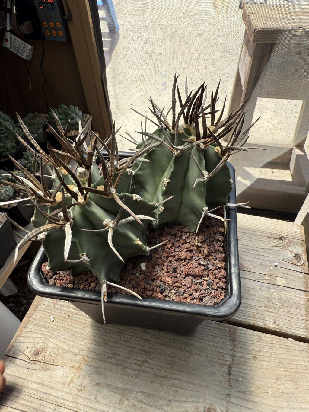 Astrophytum capricorne cv. Taiho-Gyoku Buffalo 2 Headed - Image 5
