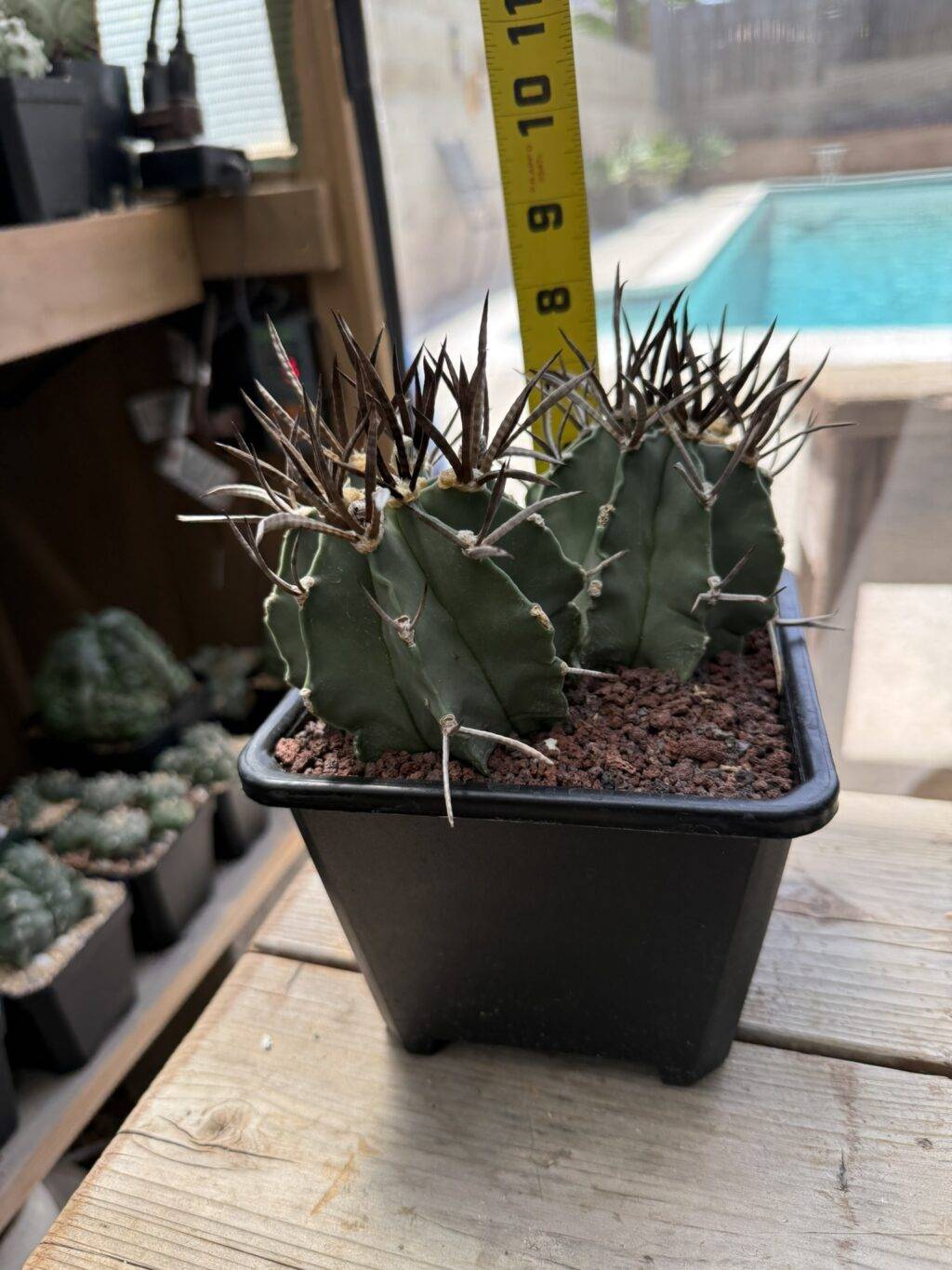 Astrophytum capricorne cv. Taiho-Gyoku Buffalo 2 Headed - Image 7