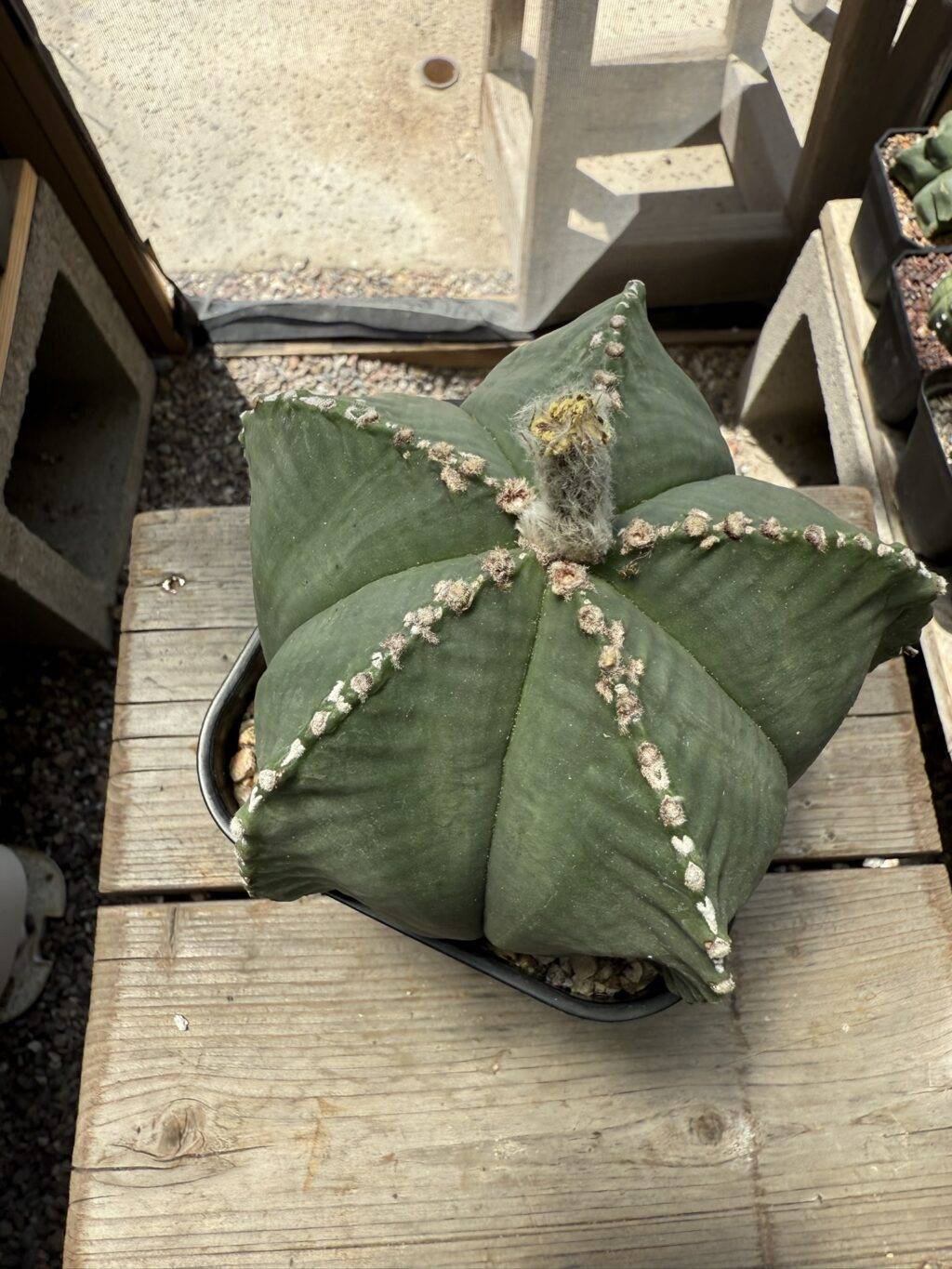 Astrophytum myriostigma var. strongylogonum - Image 2