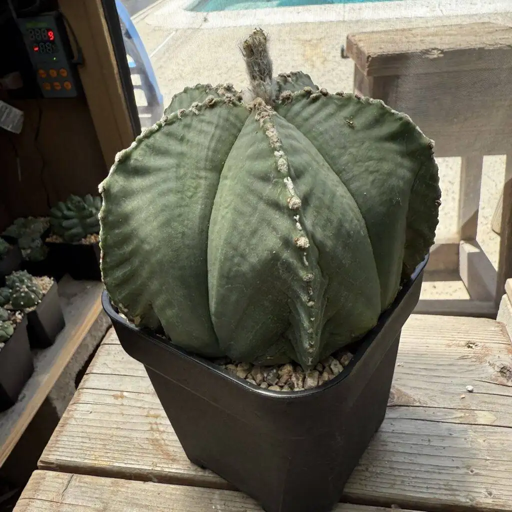Astrophytum myriostigma var. strongylogonum