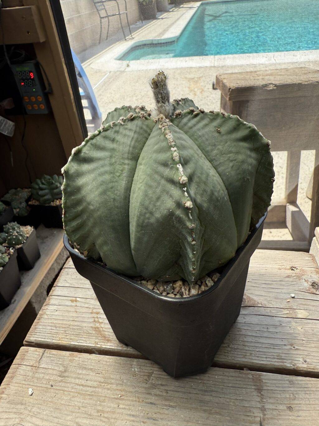 Astrophytum myriostigma var. strongylogonum