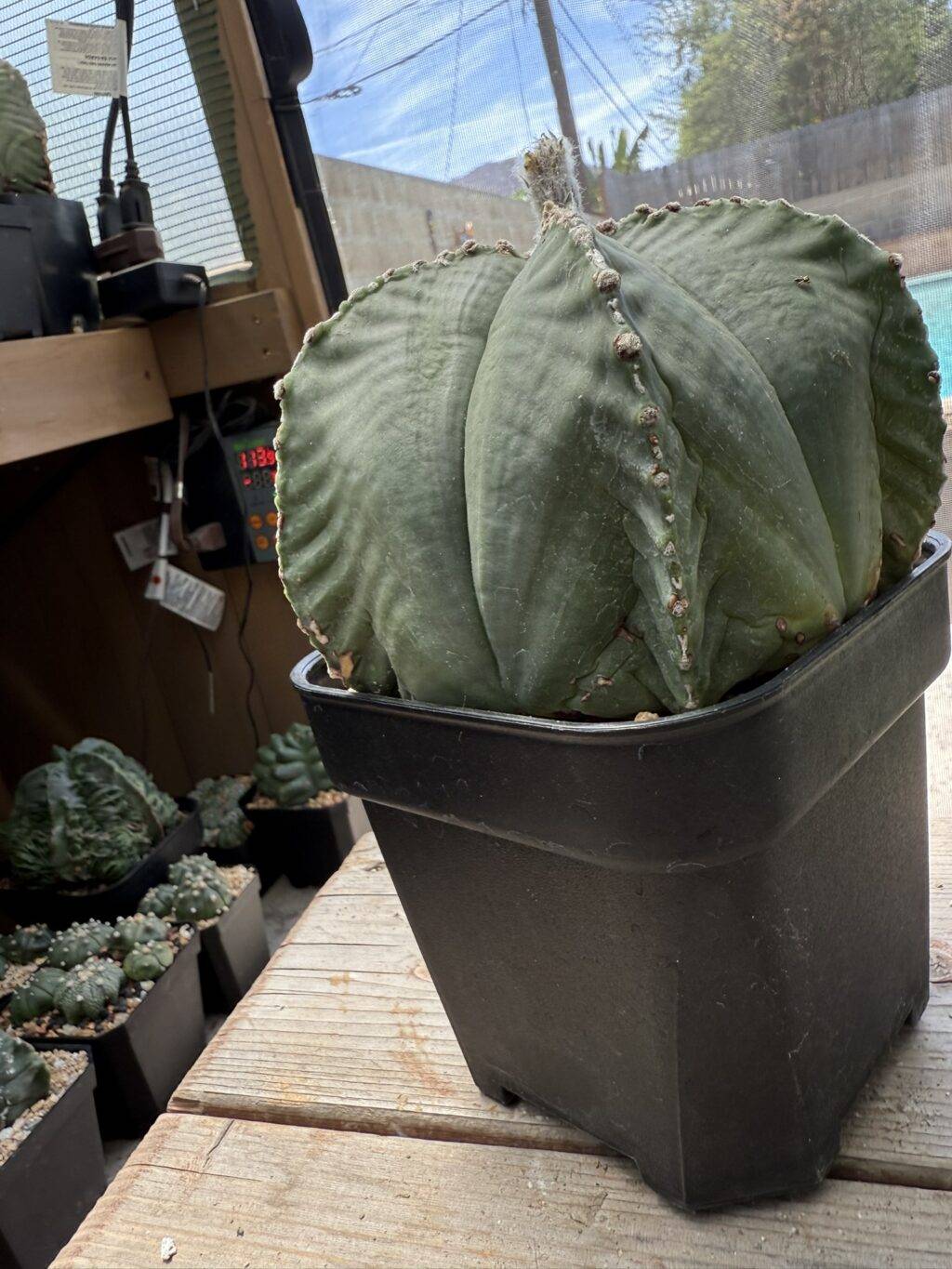 Astrophytum myriostigma var. strongylogonum - Image 3