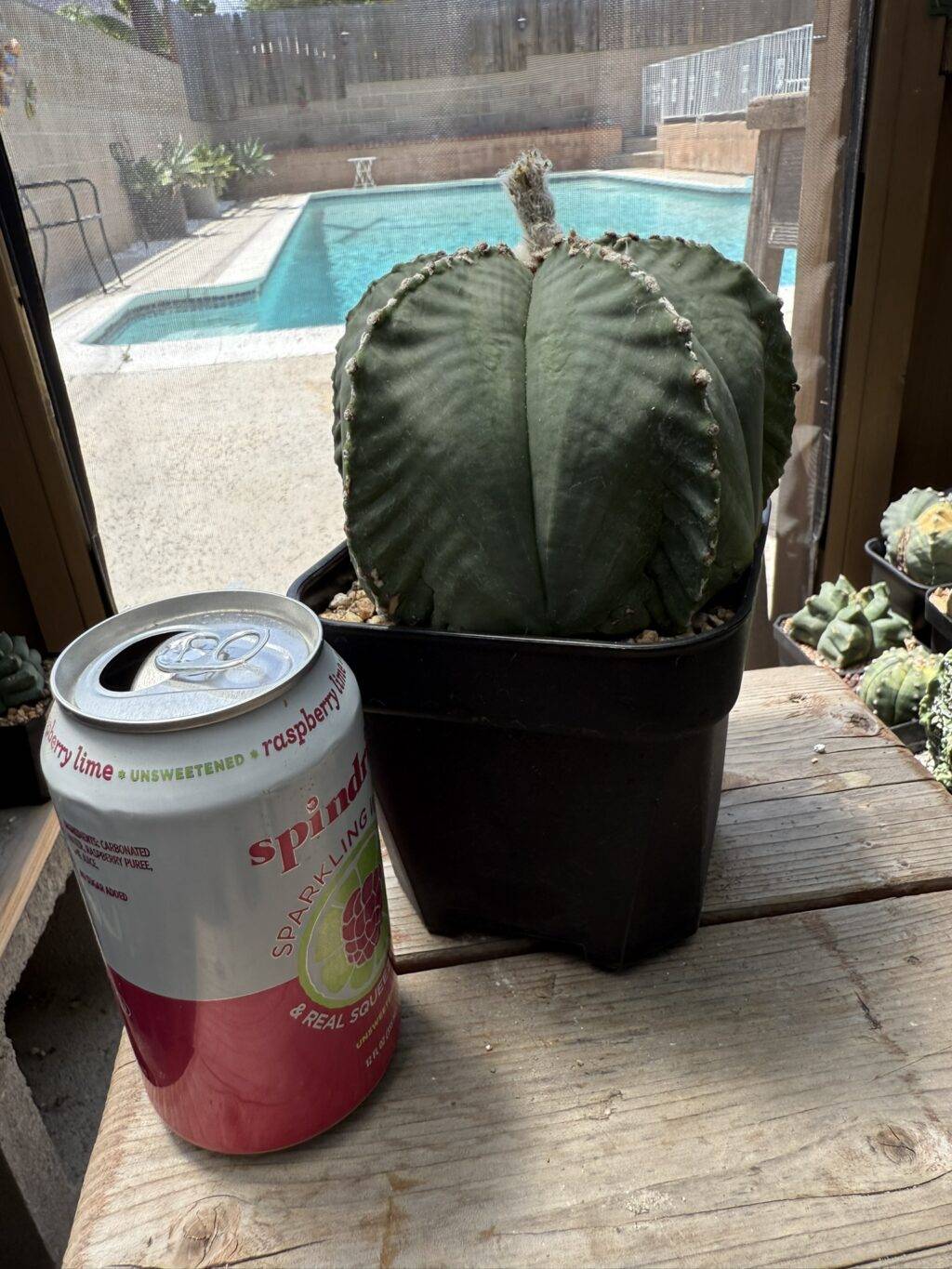 Astrophytum myriostigma var. strongylogonum - Image 4