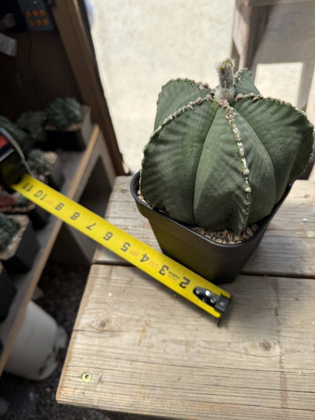 Astrophytum myriostigma var. strongylogonum - Image 5