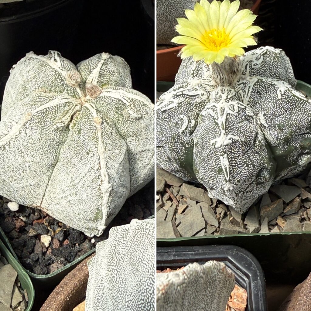 Astrophytum myriostigma Fukuryu Hakujo 10+ Seeds