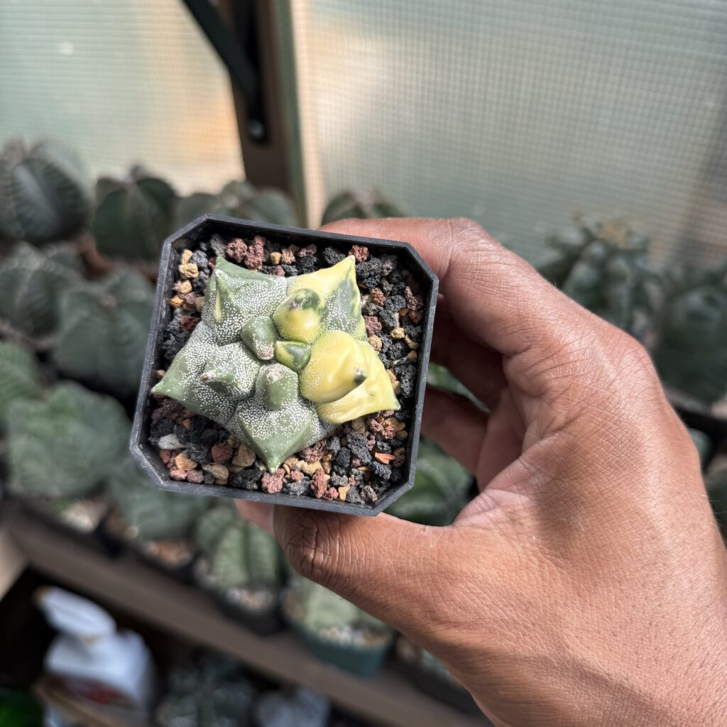 Astrophytum myriostigma cv.  Super Kikko Variegated