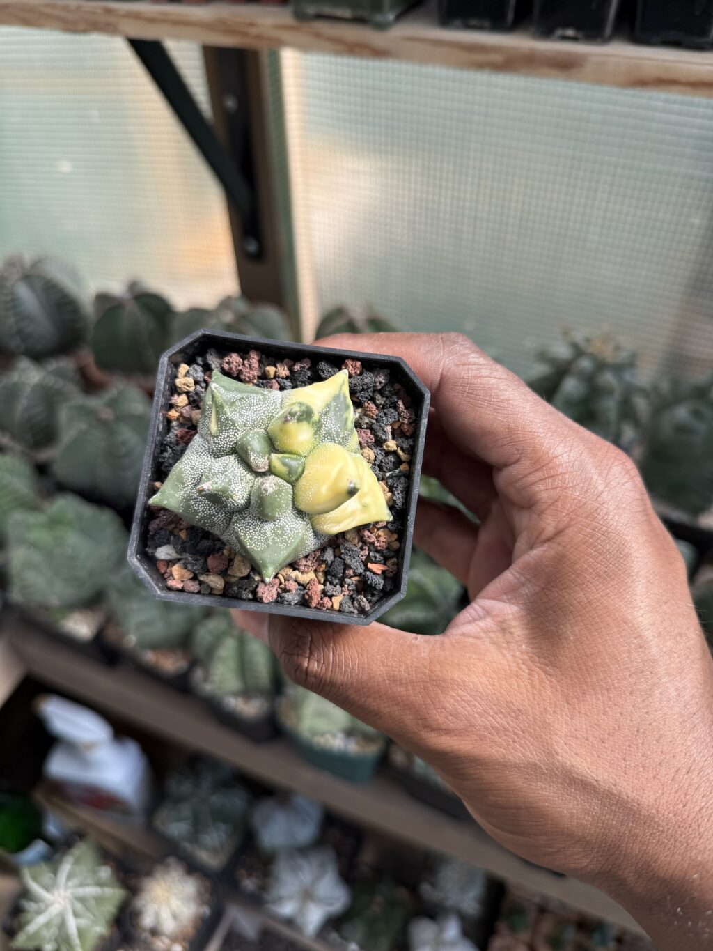 Astrophytum myriostigma cv.  Super Kikko Variegated