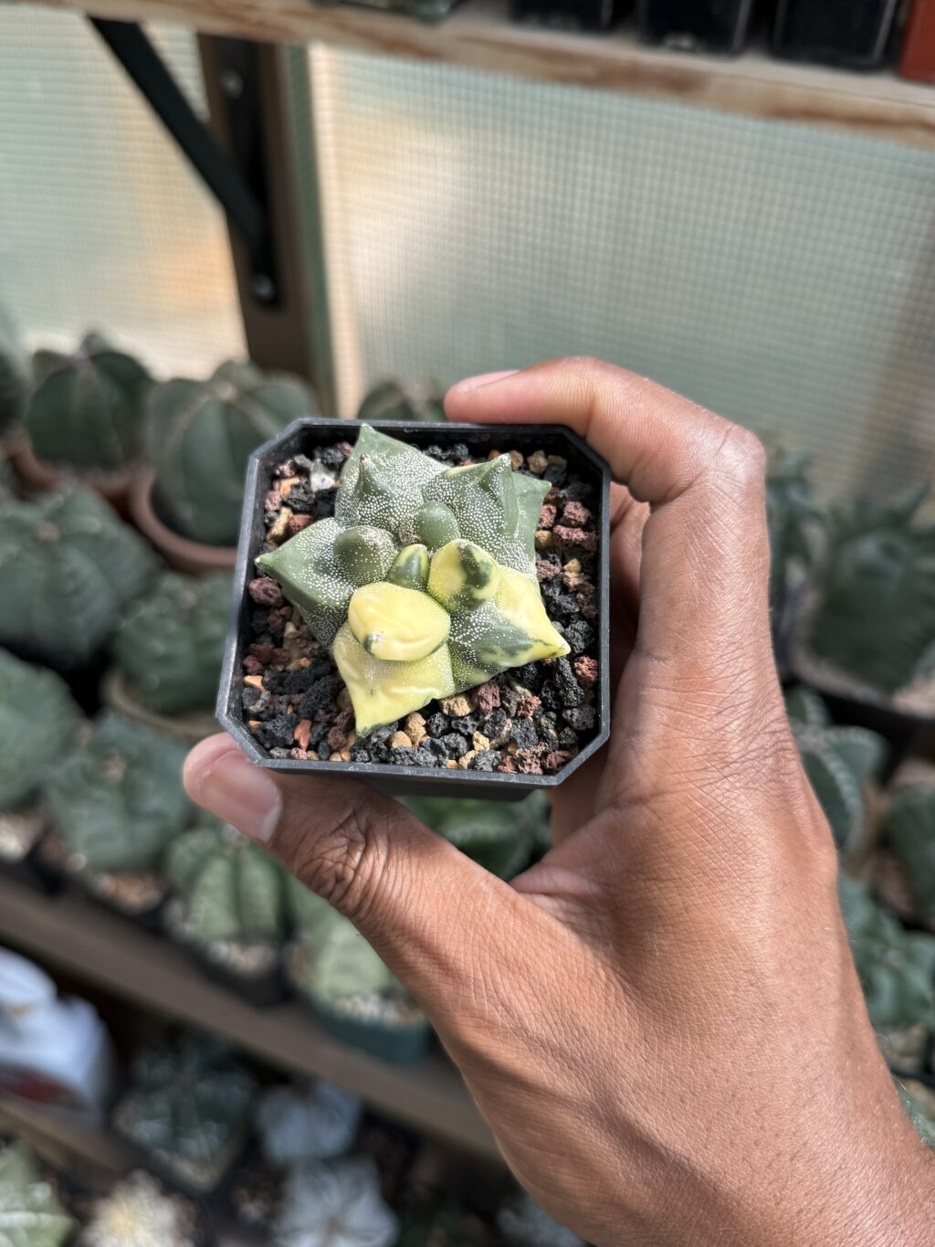 Astrophytum myriostigma cv.  Super Kikko Variegated - Image 3