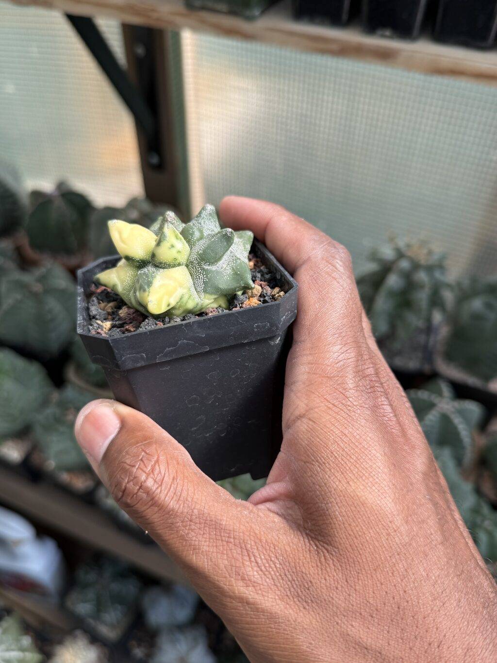 Astrophytum myriostigma cv.  Super Kikko Variegated - Image 2