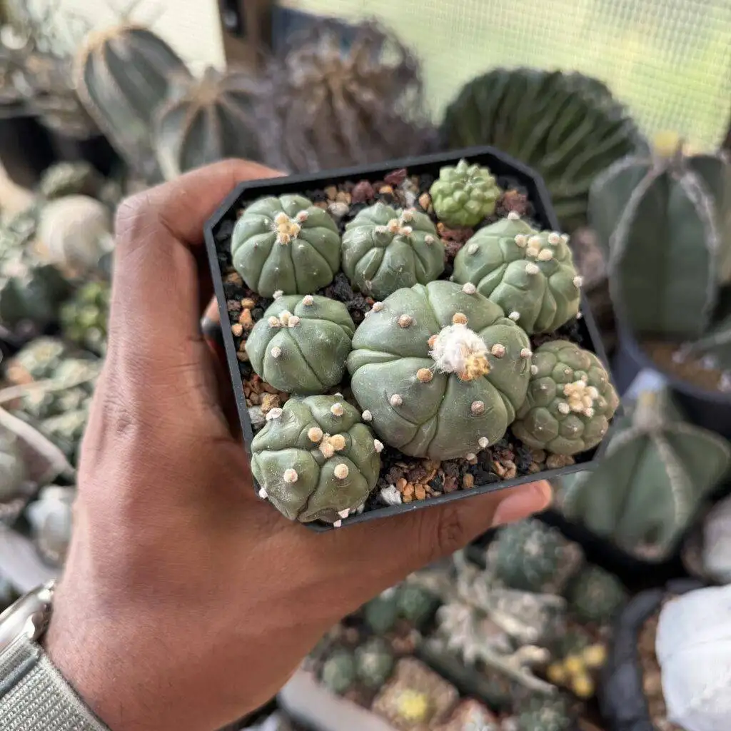 Astrophytum asterias cv. Kikko Bundle