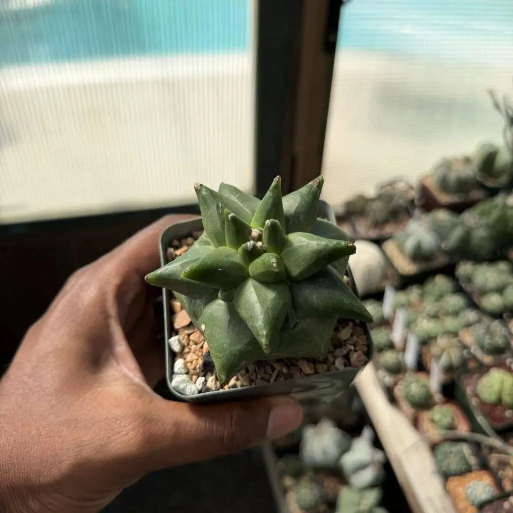 Astrophytum myriostigma cv. "Super" Kikko
