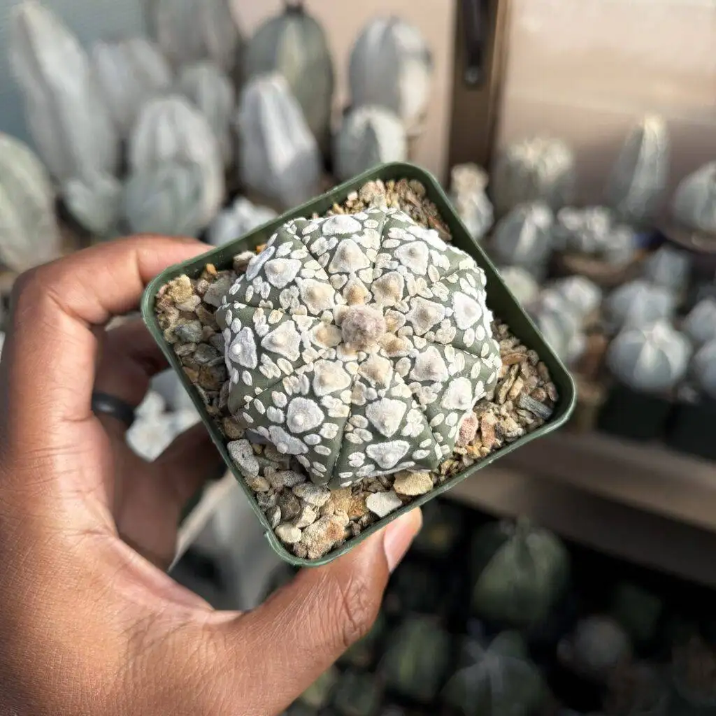 Astrophytum asterias cv. Superkabuto V-Type Star Shape