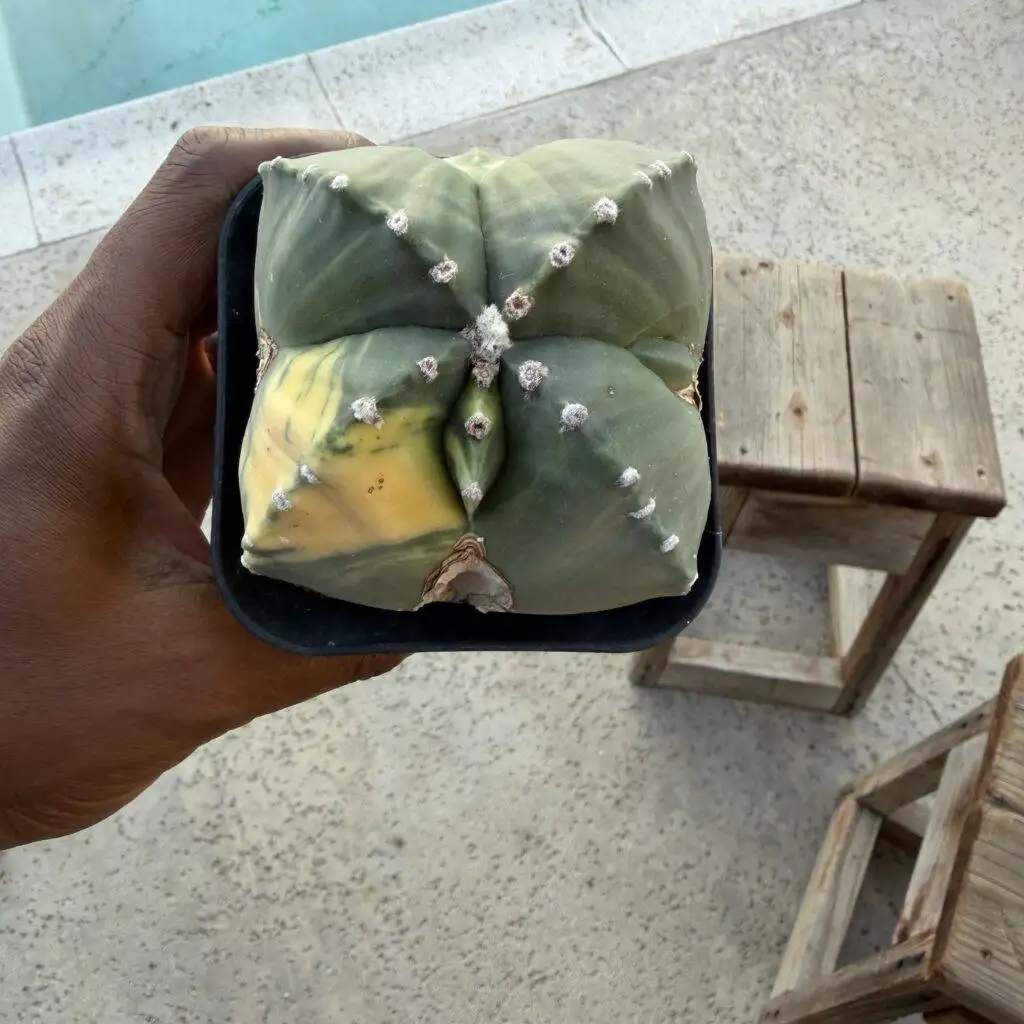 Astrophytum myriostigma Quadricostatum Variegated