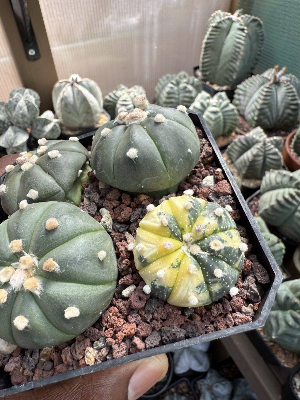 Astrophytum asterias Bundle - Image 2