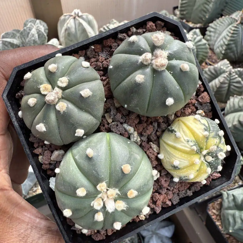 Astrophytum asterias Bundle