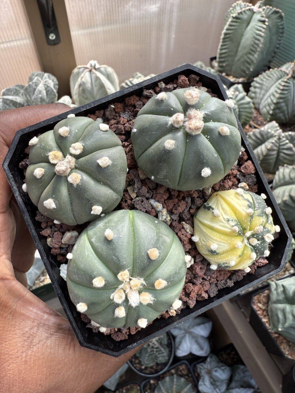 Astrophytum asterias Bundle
