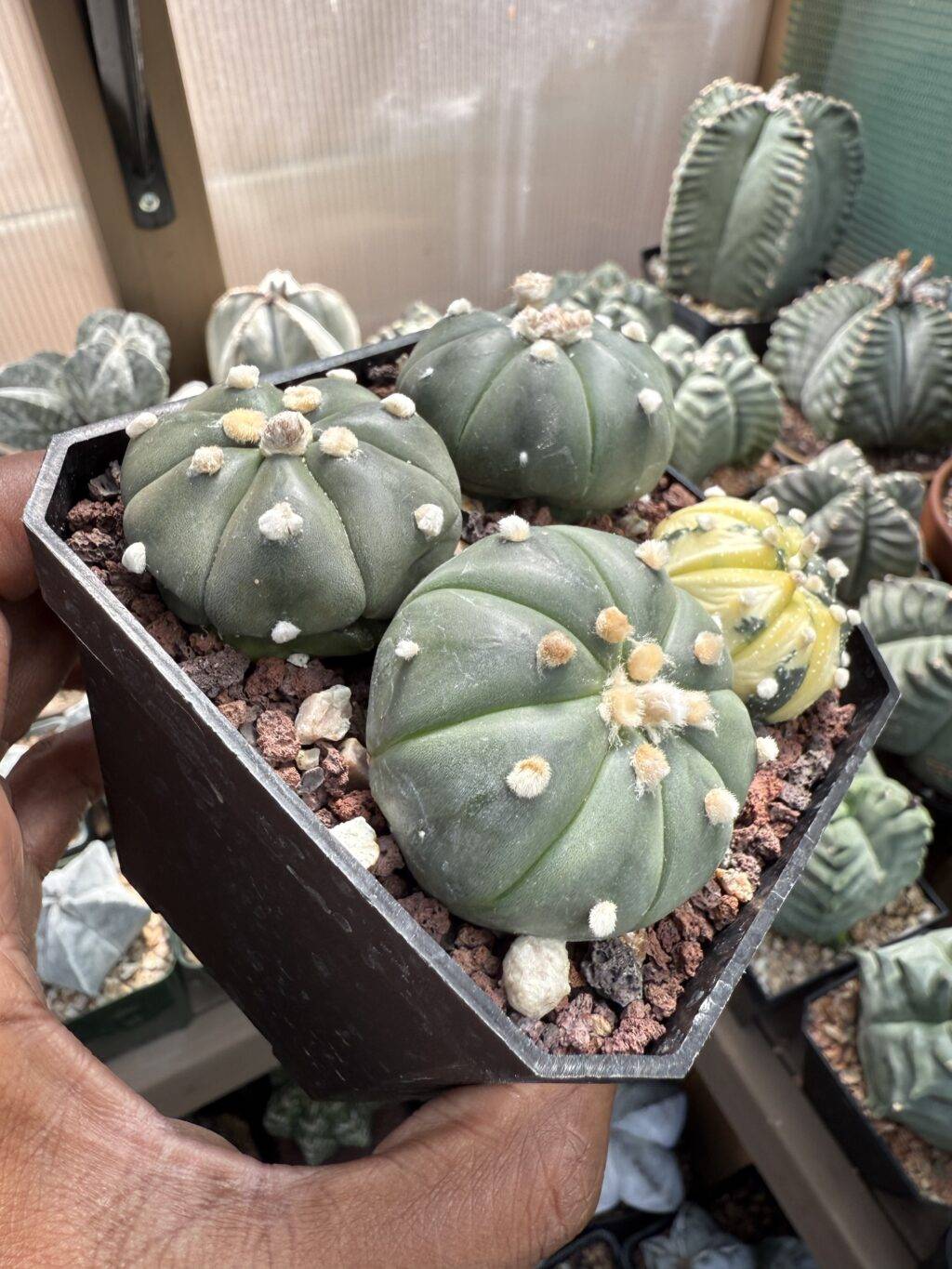 Astrophytum asterias Bundle - Image 3