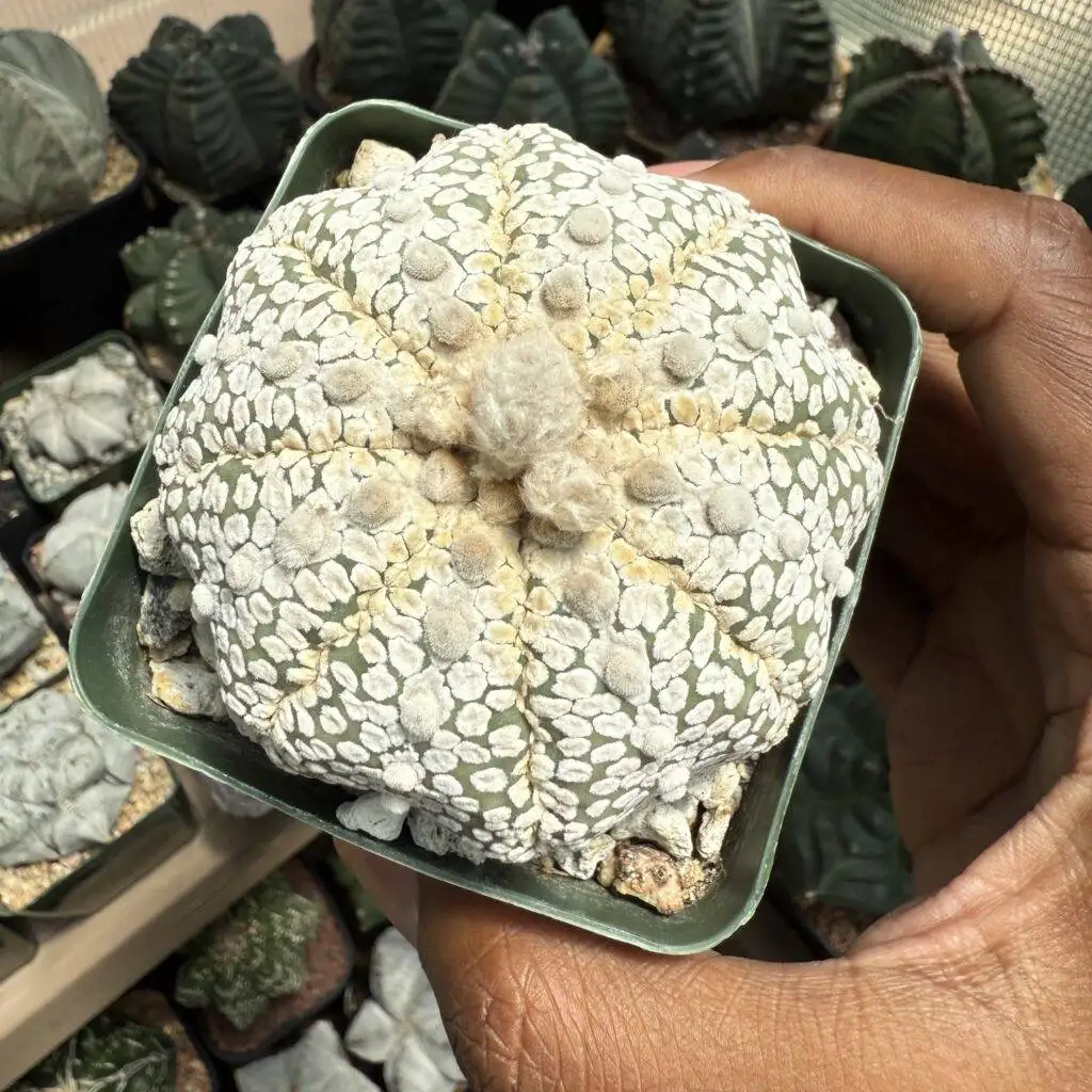 Astrophytum asterias cv. Superkabuto
