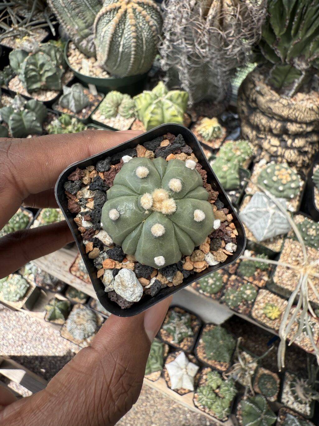 Astrophytum asterias Fukuryu - Image 3
