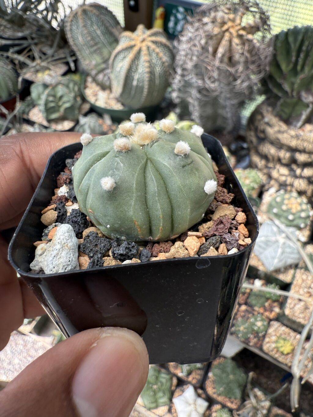 Astrophytum asterias Fukuryu - Image 2