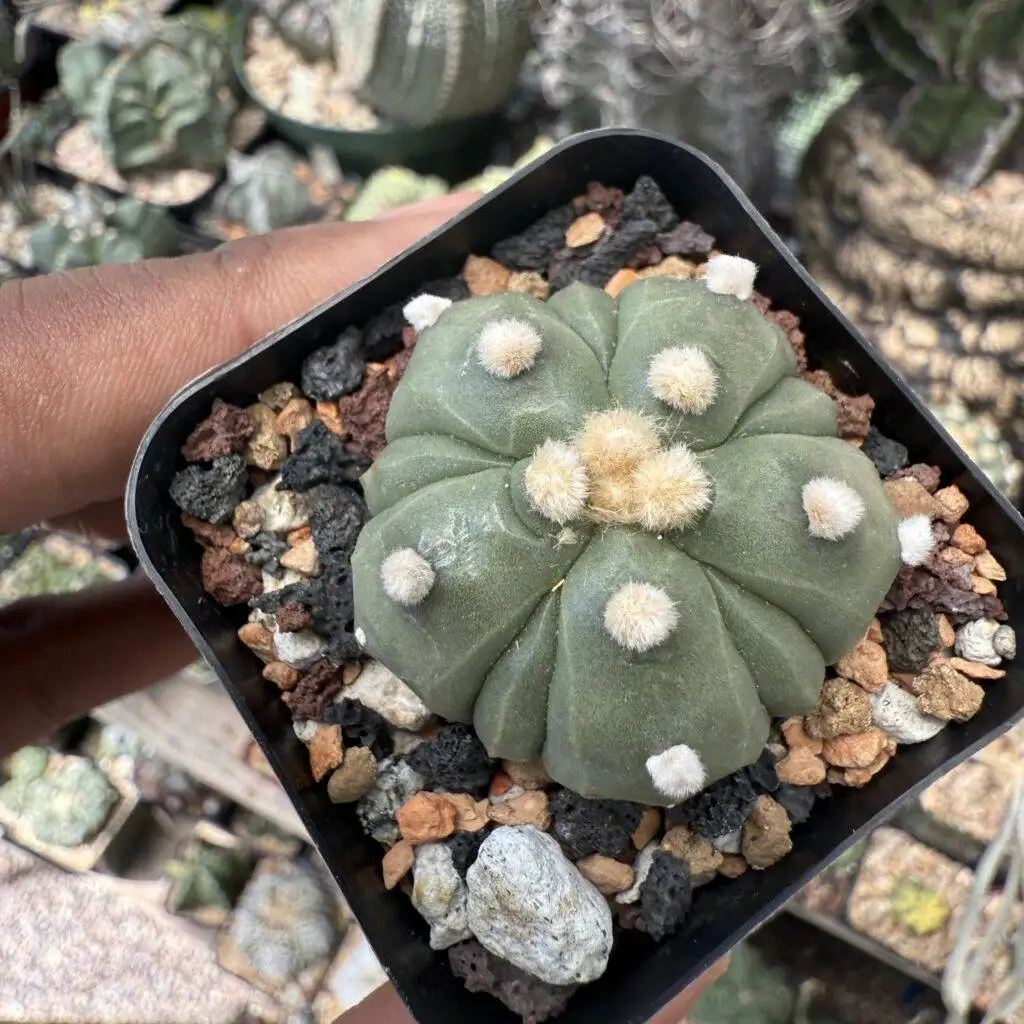 Astrophytum asterias Fukuryu