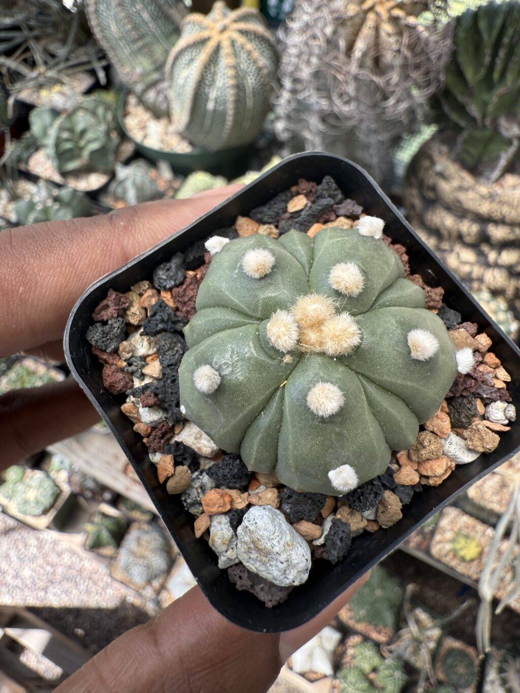 Astrophytum asterias Fukuryu