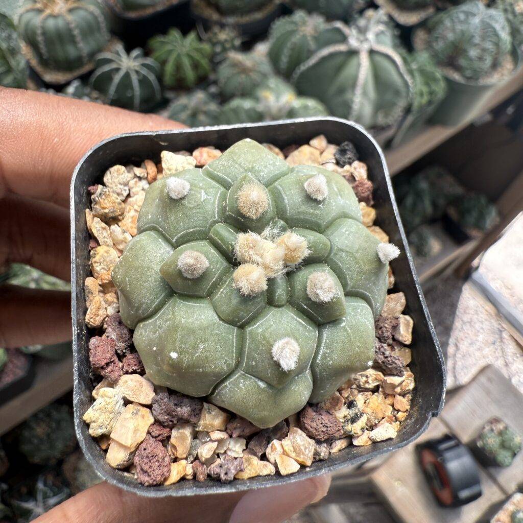 Astrophytum asterias Kikko