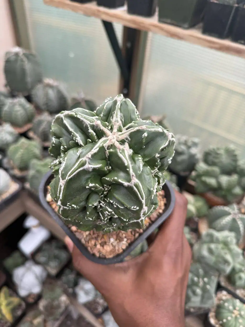 Astrophytum myriostigma Fukuryu Hakujo - Image 2