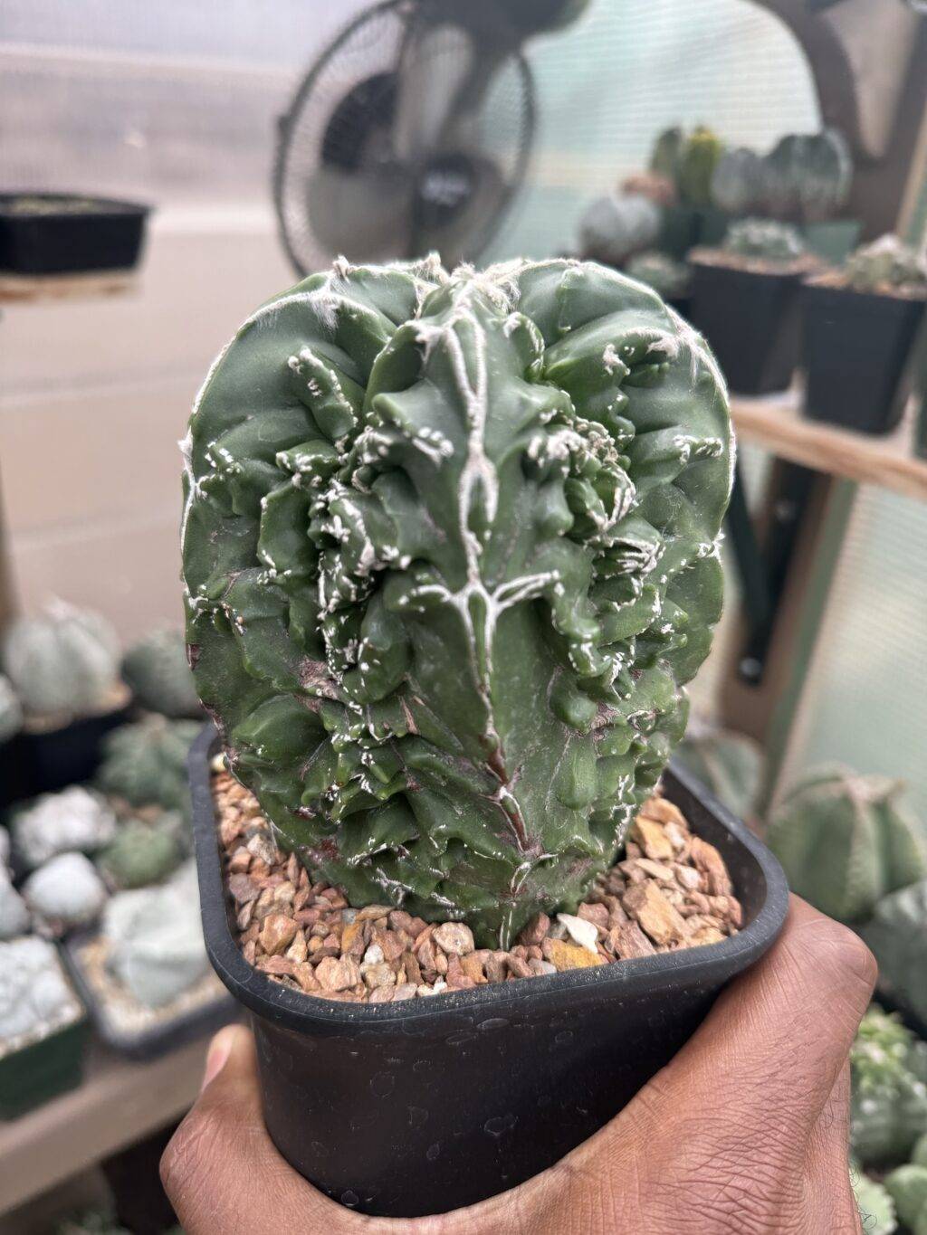 Astrophytum myriostigma Fukuryu Hakujo - Image 4