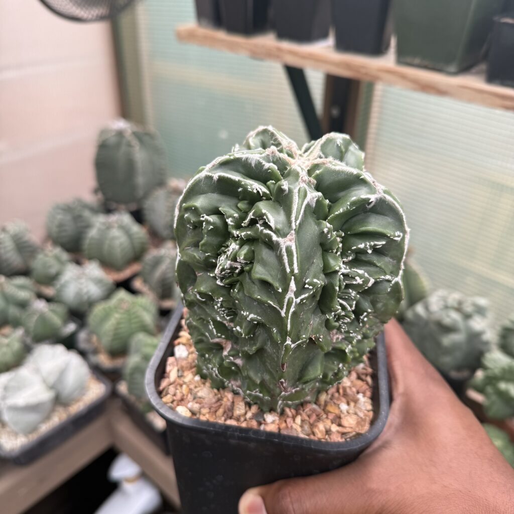 Astrophytum myriostigma Fukuryu Hakujo