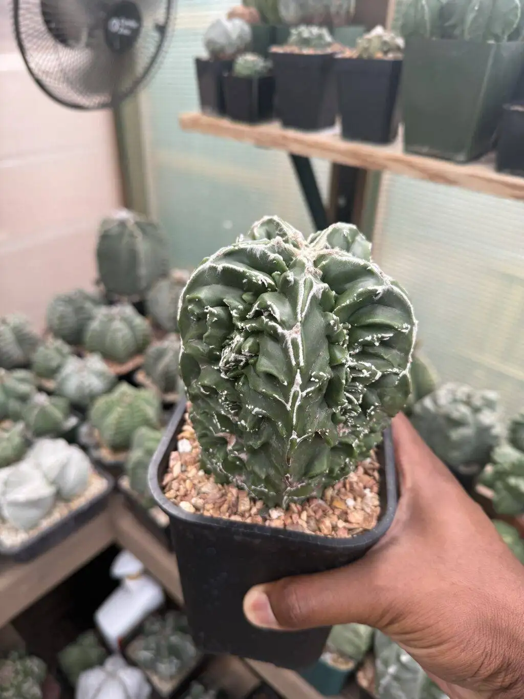 Astrophytum myriostigma Fukuryu Hakujo