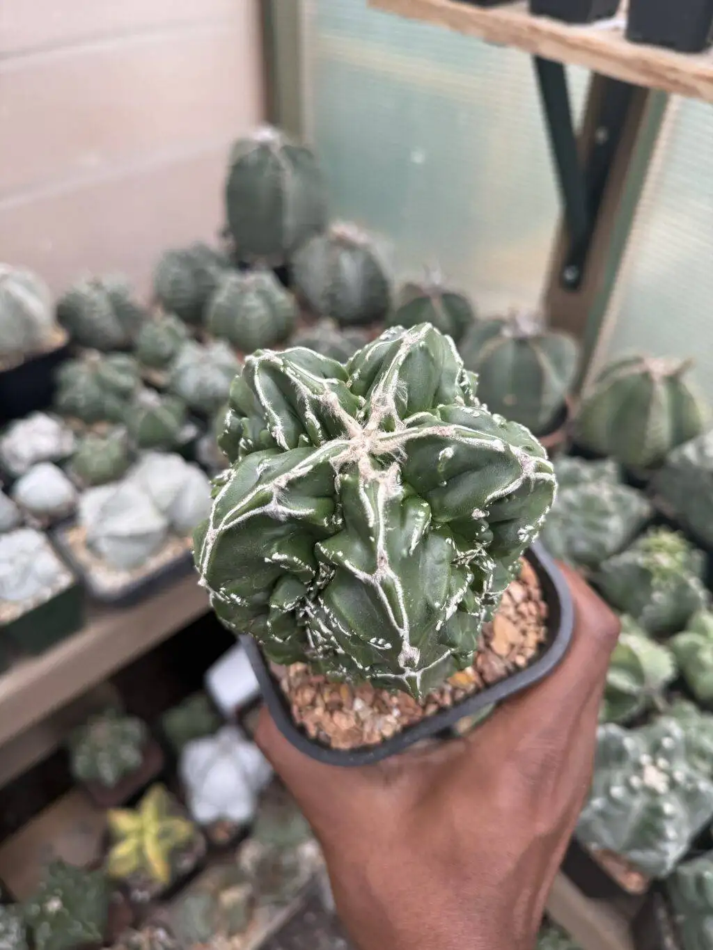 Astrophytum myriostigma Fukuryu Hakujo - Image 3