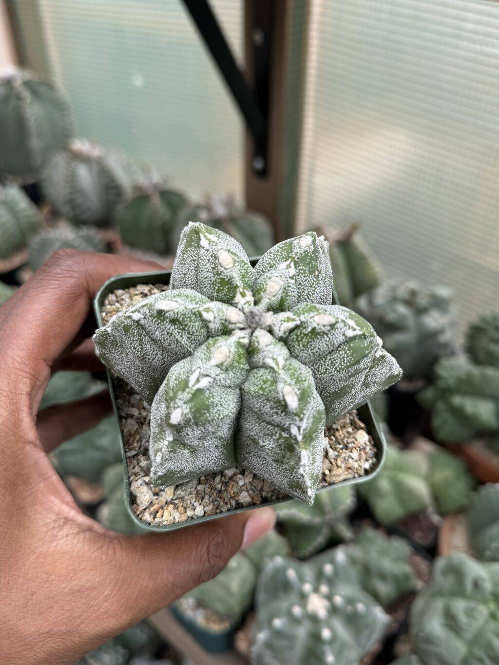 Astrophytum myriostigma - Image 3