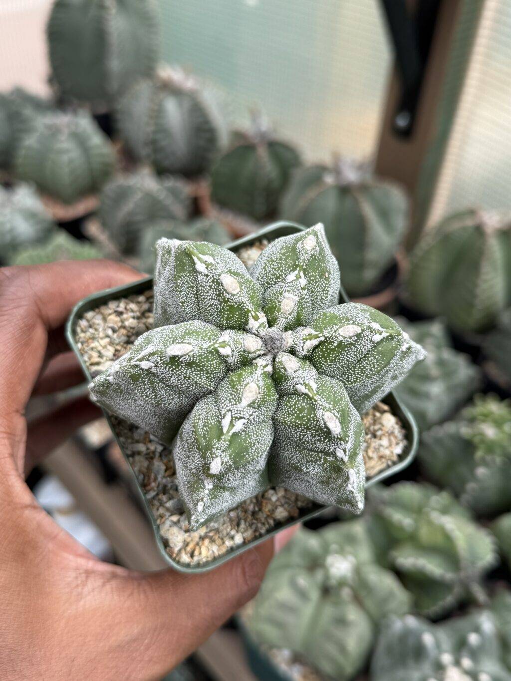Astrophytum myriostigma - Image 2