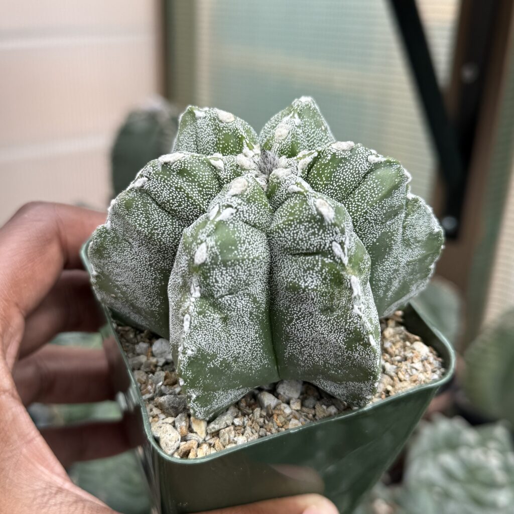 Astrophytum myriostigma