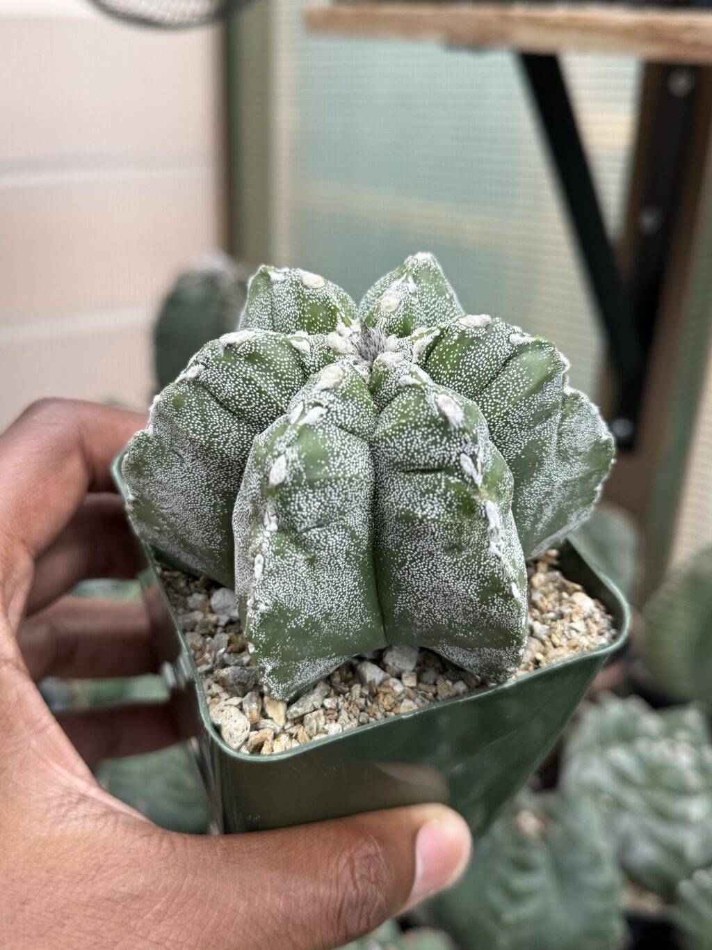 Astrophytum myriostigma