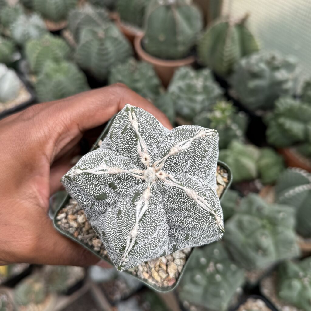 Astrophytum myriostigma Hakujo