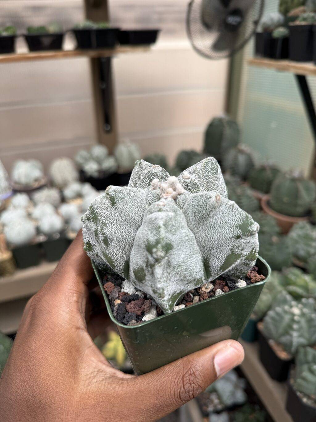 Astrophytum myriostigma cv. Kikko - Image 2