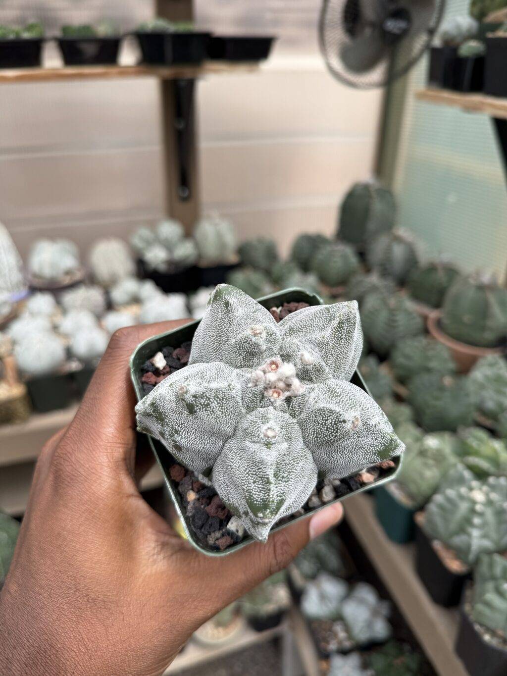Astrophytum myriostigma cv. Kikko - Image 4