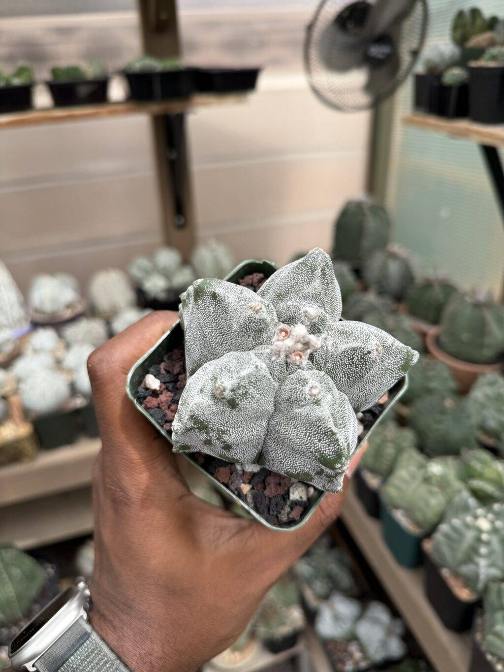 Astrophytum myriostigma cv. Kikko - Image 3