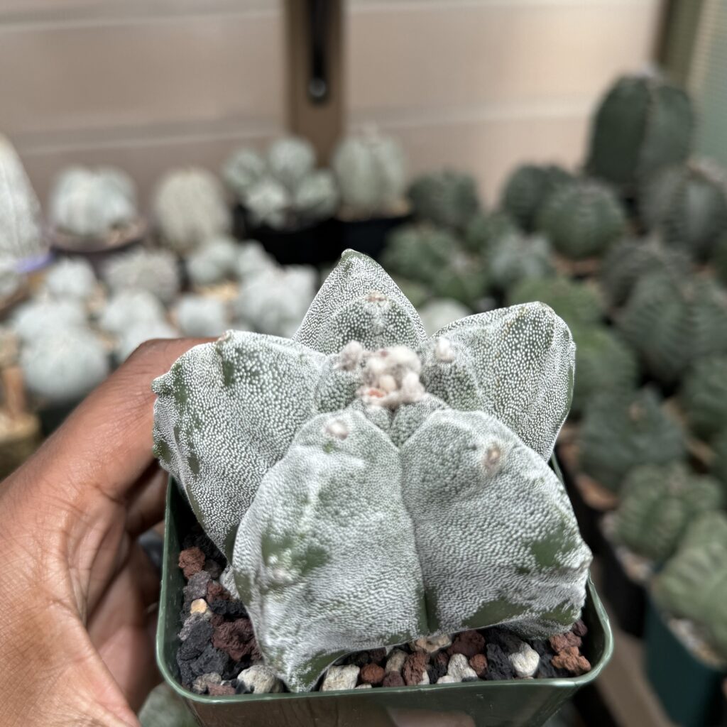 Astrophytum myriostigma cv. Kikko