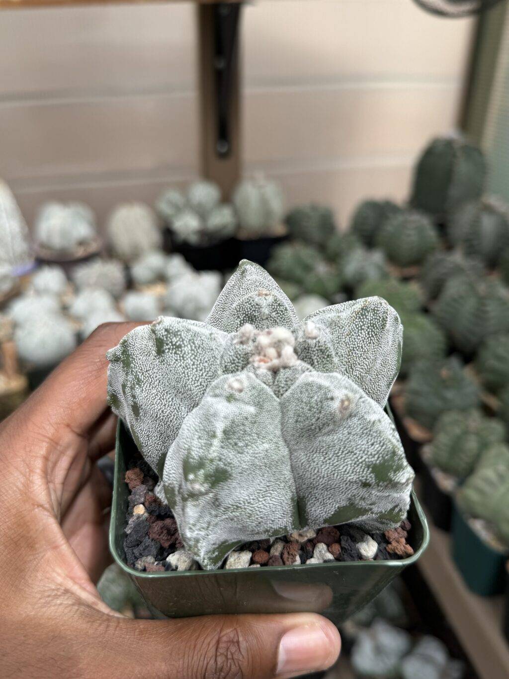 Astrophytum myriostigma cv. Kikko