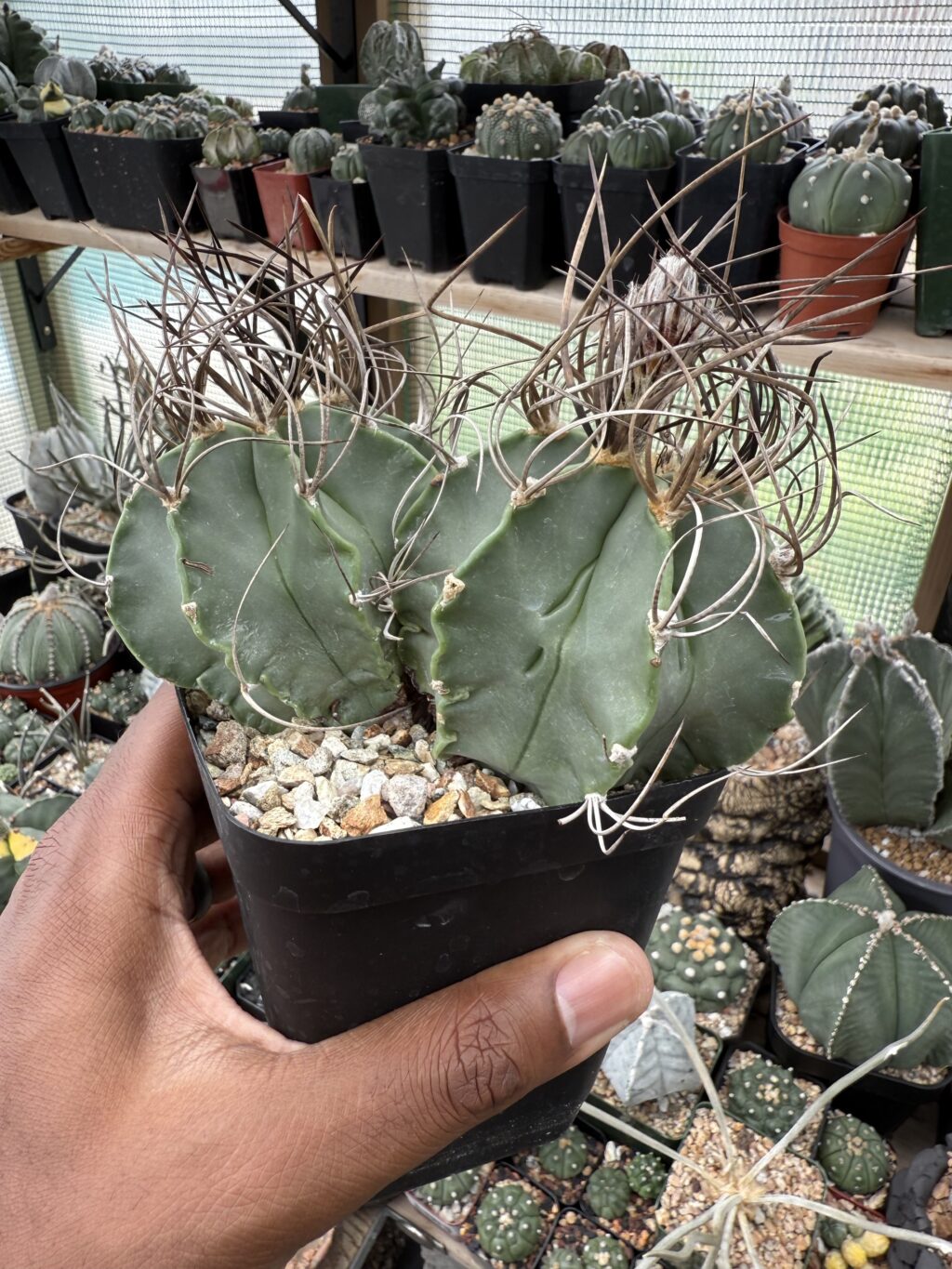 Astrophytum capricorne var. crassispinum 2 headed - Image 2