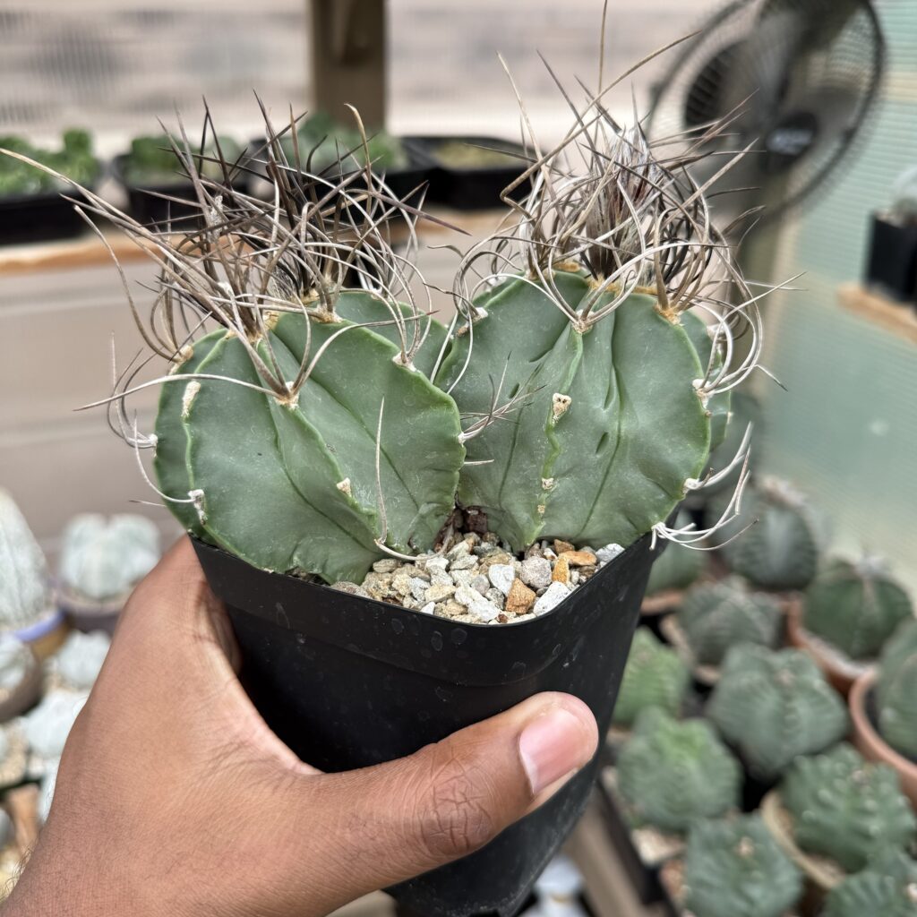Astrophytum capricorne var. crassispinum 2 headed