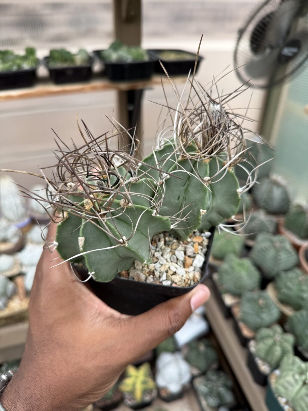 Astrophytum capricorne var. crassispinum 2 headed - Image 3