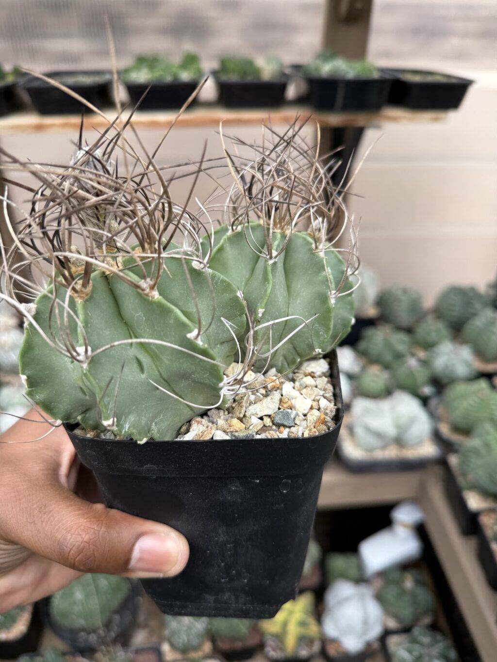 Astrophytum capricorne var. crassispinum 2 headed - Image 4