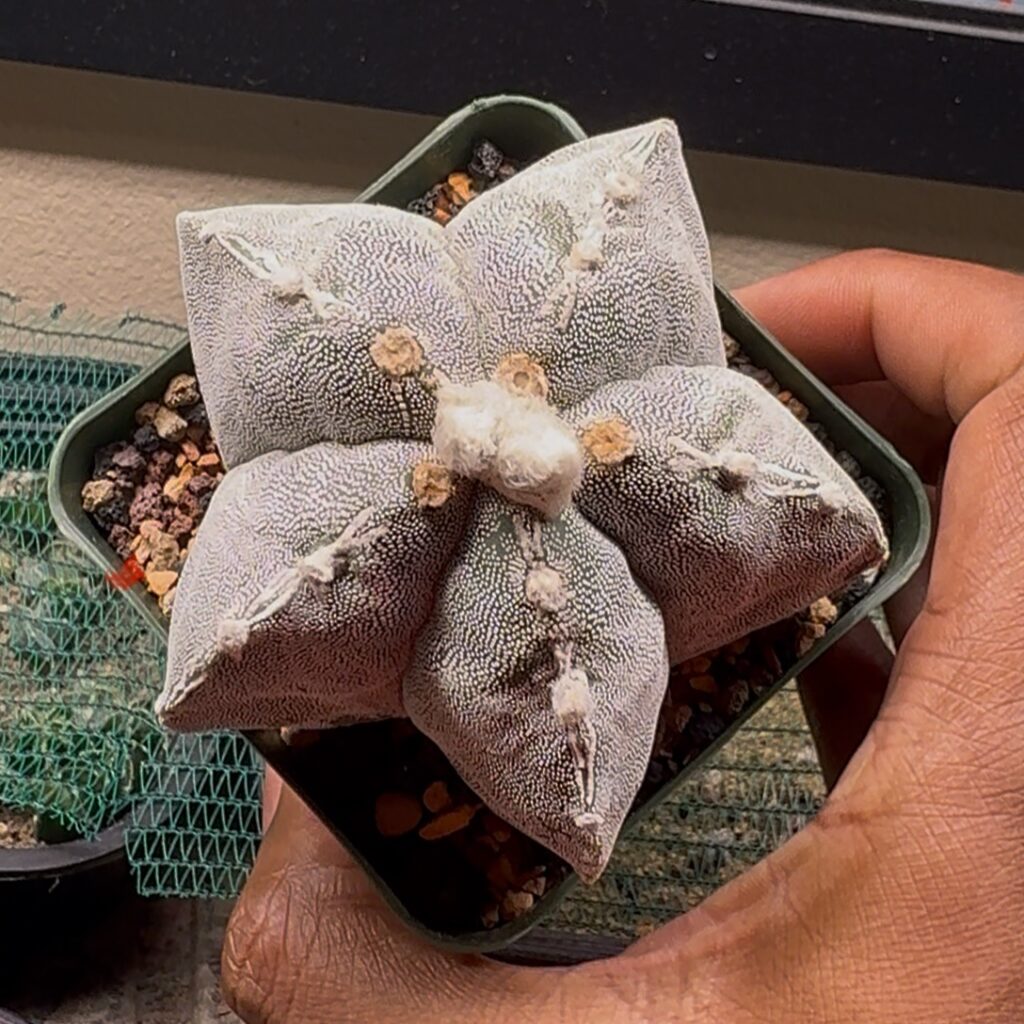 Astrophytum myriostigma
