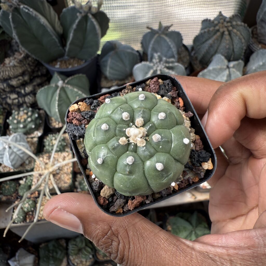Astrophytum asterias Kikko