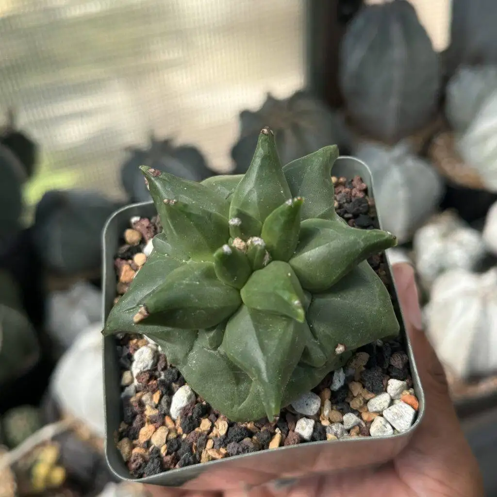 Astrophytum myriostigma cv. "Super" Kikko