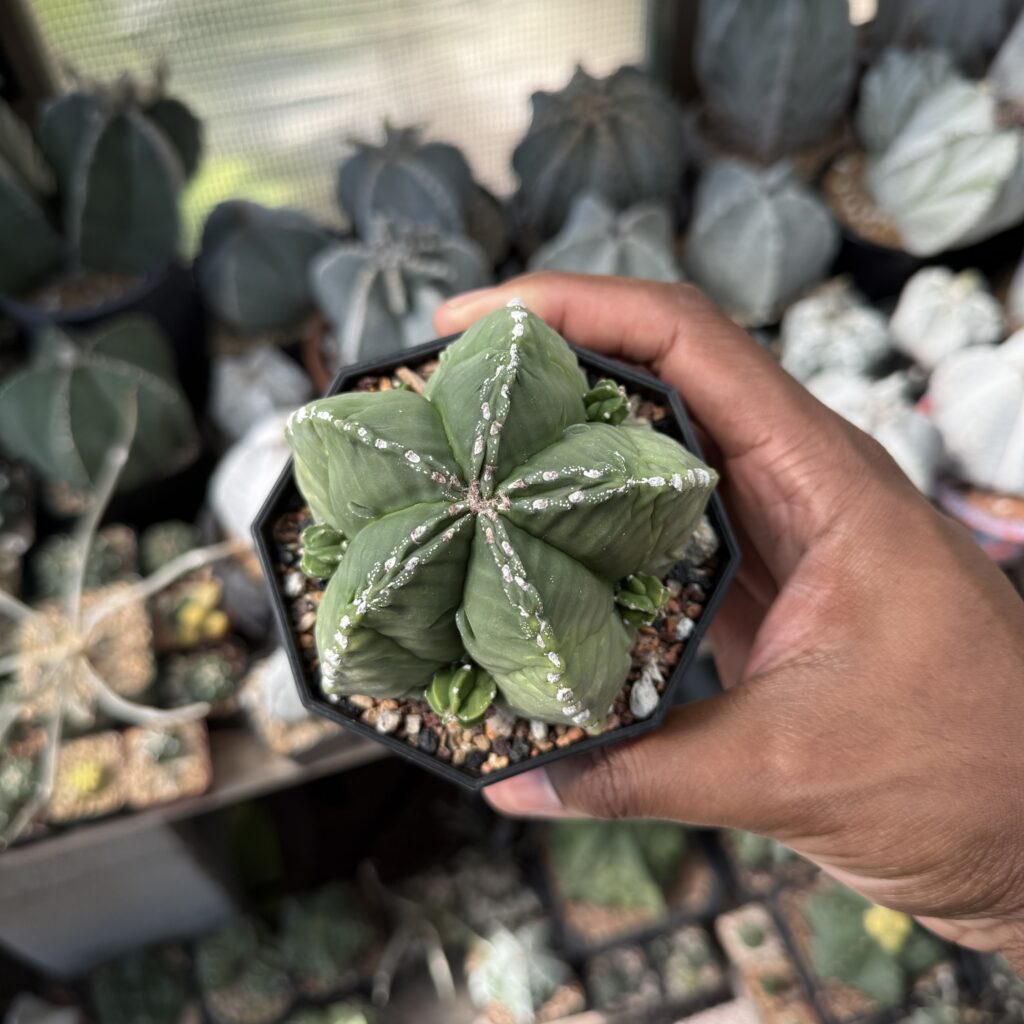 Astrophytum myriostigma Hakujo